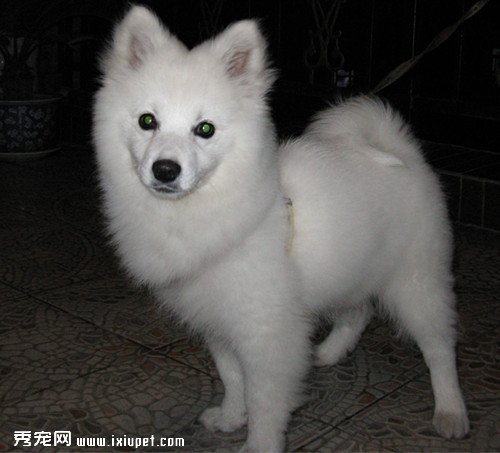 日本銀狐犬的基本特征
