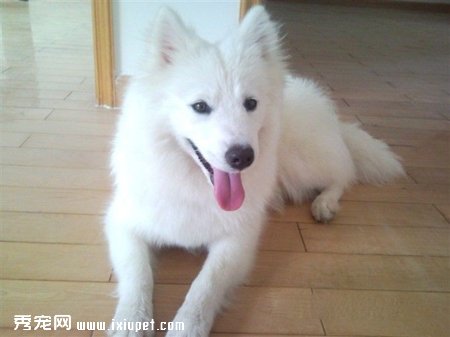 日本银狐犬训练的八个要点