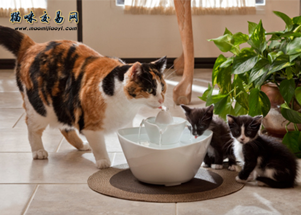 猫咪交易网宠物猫买卖到底靠谱吗？