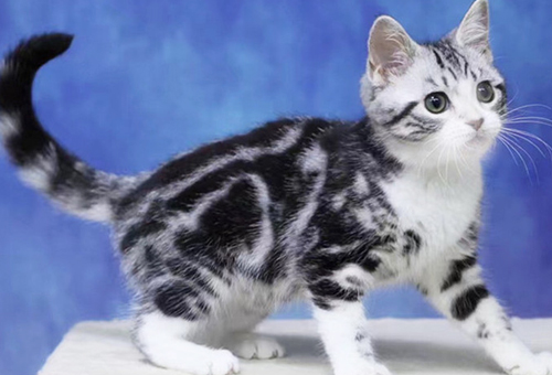 宠物猫发情的表现有哪些?
