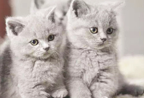 宠物猫发情的表现有哪些?
