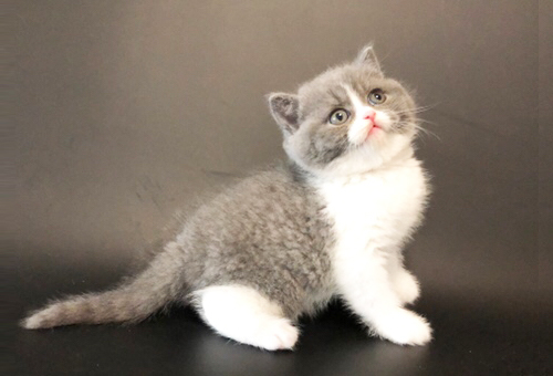 宠物猫中暑怎么办?猫咪生病输液需要注意哪些事项!