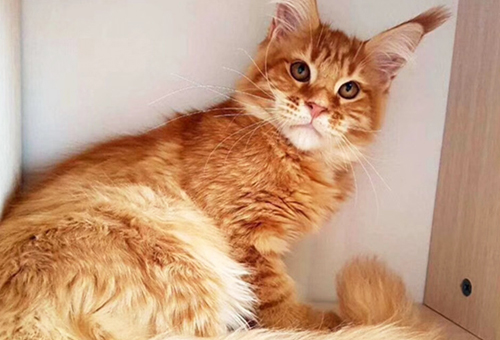 宠物猫中暑怎么办?猫咪生病输液需要注意哪些事项!