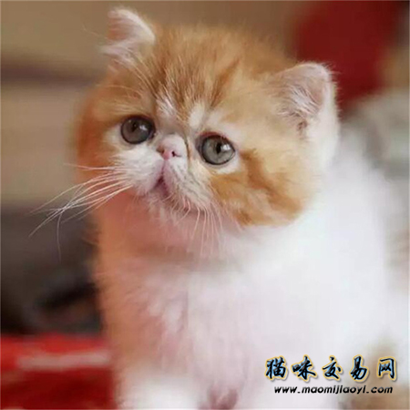 加菲猫贵吗 价格怎样 怎么才能挑选一只好的加菲猫？