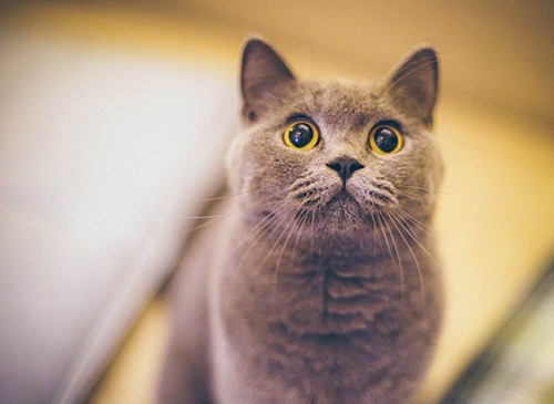 家里的宠物猫的总喜欢挠人怎么办?