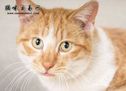 买猫请注意:猫舍该有的基本条件!