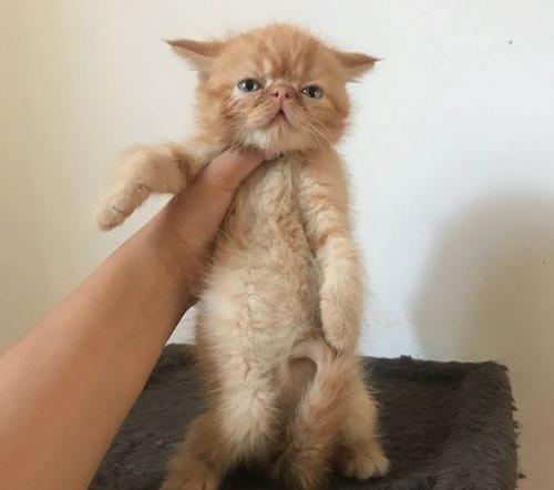 纯橘加菲猫多少钱一只 橘色加菲猫是什么品种