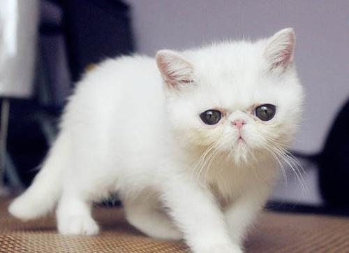纯橘加菲猫多少钱一只 橘色加菲猫是什么品种