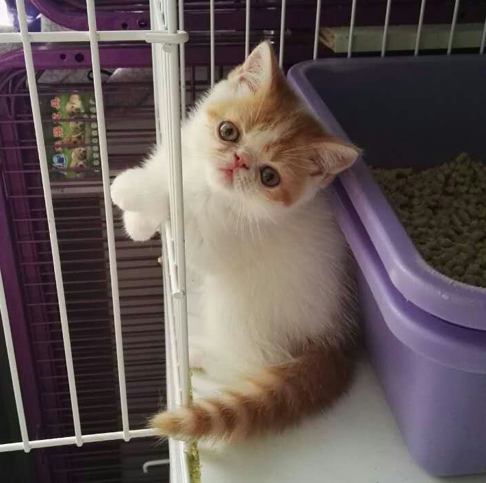 纯橘加菲猫多少钱一只 橘色加菲猫是什么品种