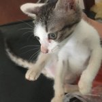 纯橘加菲猫多少钱一只 橘色加菲猫是什么品种