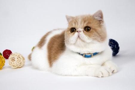 纯橘加菲猫多少钱一只 橘色加菲猫是什么品种