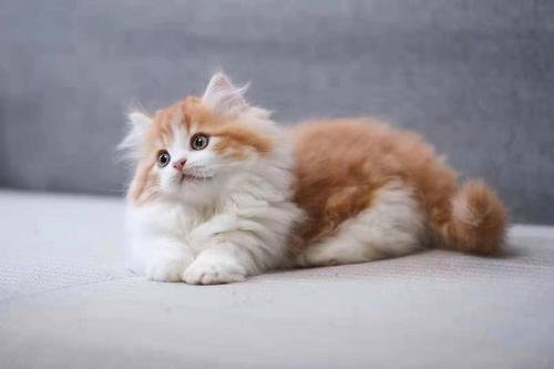 纯橘加菲猫多少钱一只 橘色加菲猫是什么品种