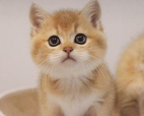 纯橘加菲猫多少钱一只 橘色加菲猫是什么品种