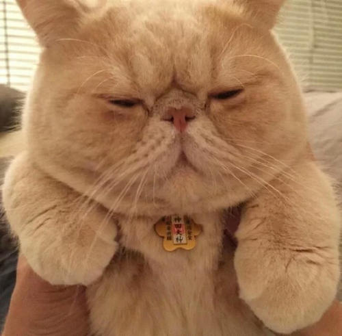 纯橘加菲猫多少钱一只 橘色加菲猫是什么品种