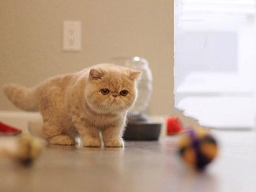 纯橘加菲猫多少钱一只 橘色加菲猫是什么品种