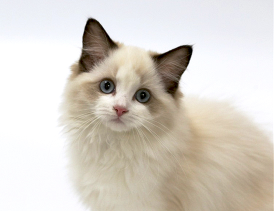 想知道世界上最贵的宠物猫吗？