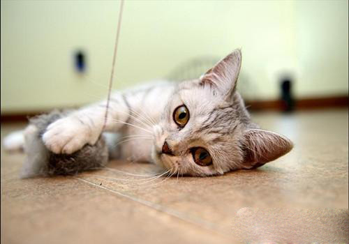 英短蓝猫多少钱一只_训练方法|寿命短毛猫