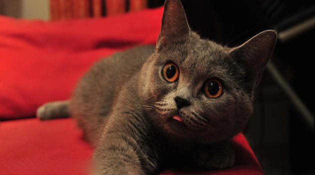 英短蓝猫多少钱一只_训练方法|寿命短毛猫