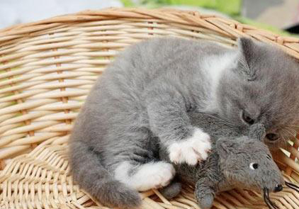 英短蓝猫常见疾病有哪些英短蓝猫打喷嚏怎么办