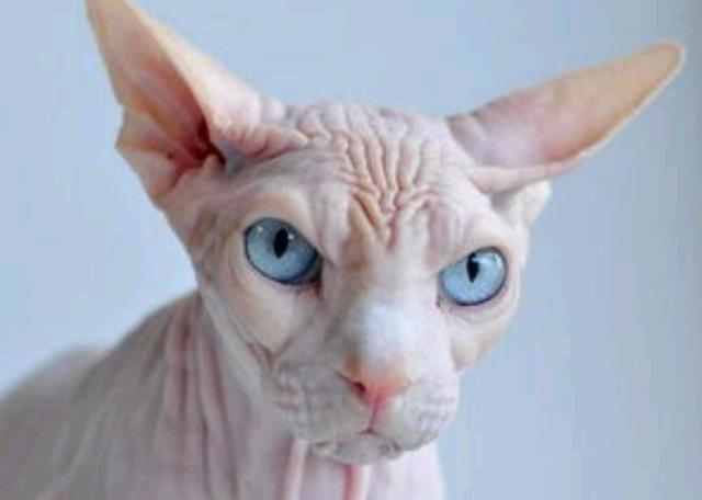 无毛猫多少钱一只呢？它的价格天差地别！