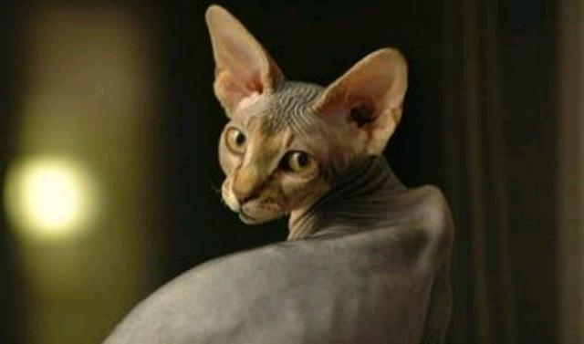 无毛猫多少钱一只呢？它的价格天差地别！