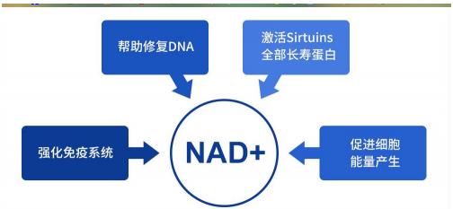 深挖NMN成分，教你如何正确抗衰长寿