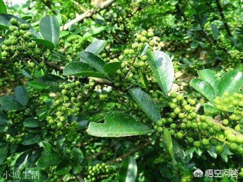 花椒油怎樣制作才又麻又香？