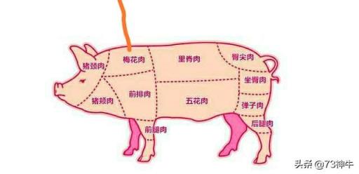包餃子用豬肉哪個部位更好吃？為什么？