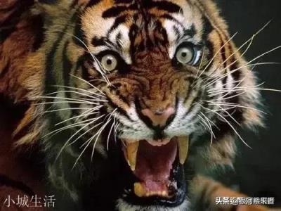 武松徒手打死老虎,现在科学家却证实不可能,老虎死的冤吗?