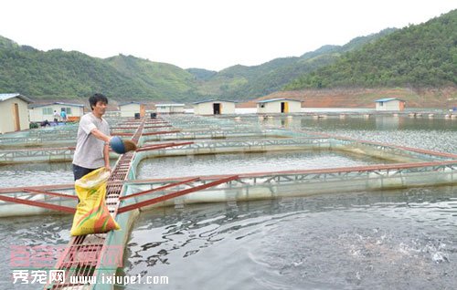 河虾网箱养殖图片的介绍以及网箱养虾应的主要环节