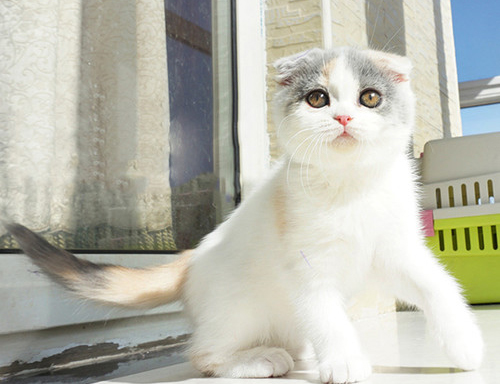 折耳猫性格特点是什么？
