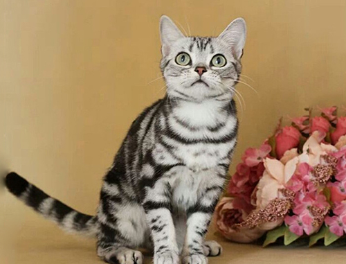 美国虎斑猫喂养方法有哪些？