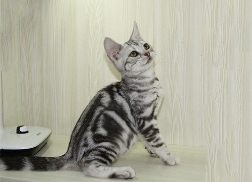 美国短毛猫毛发如何护理？