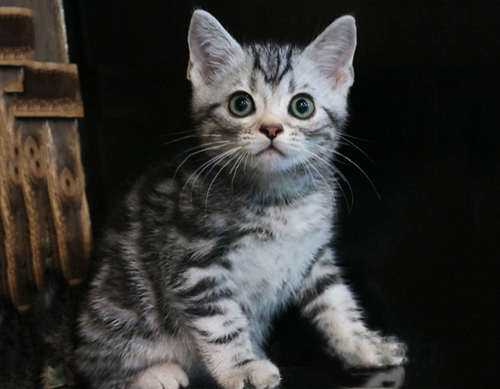 美国短毛猫毛发如何护理？