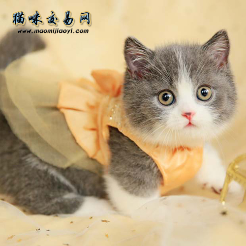 英短藍白平時怎么飼養？