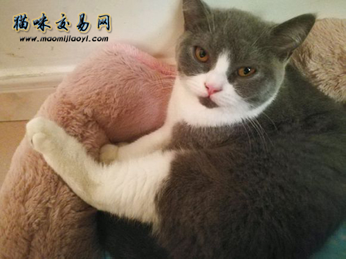 英短藍白平時怎么飼養？
