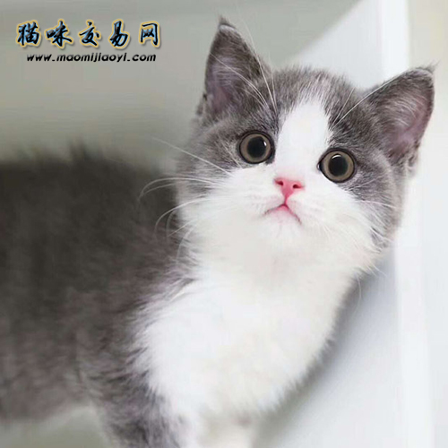 英短藍白平時怎么飼養？