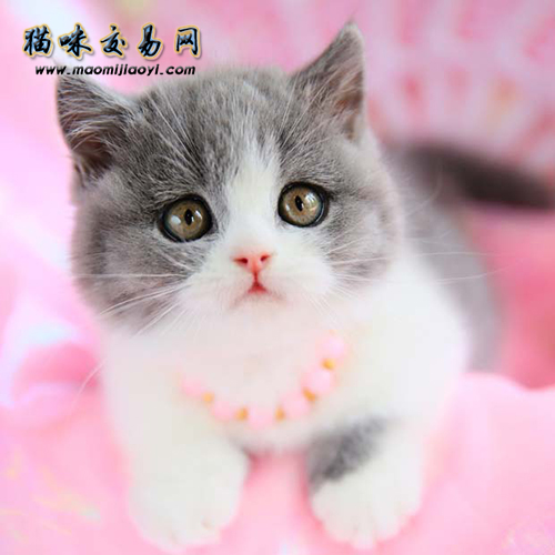 英短藍白平時怎么飼養？