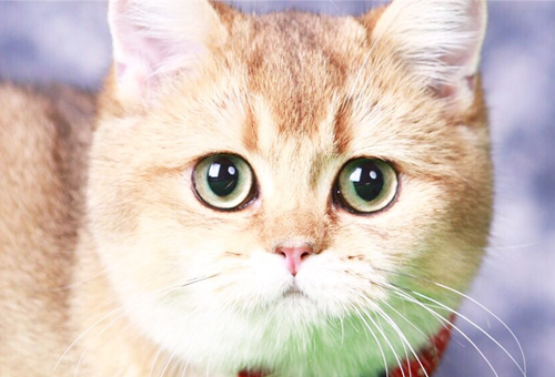 绝对真实：一线城市金渐层猫咪的价格证实!