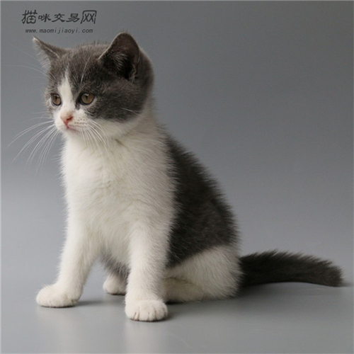 英短蓝白猫吃什么食物好 在饲养中应注意什么呢?