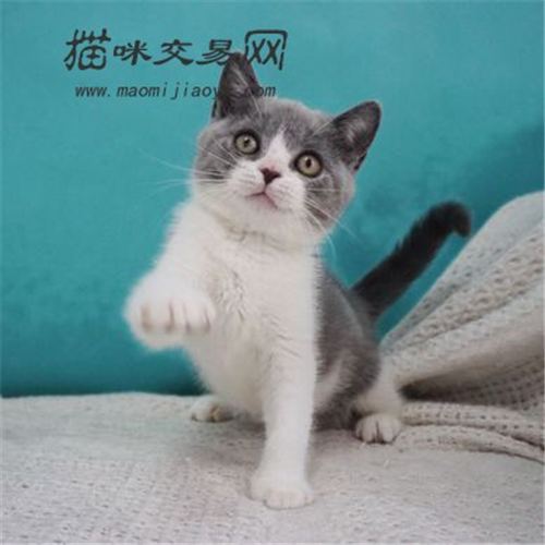 英短蓝白猫吃什么食物好 在饲养中应注意什么呢?