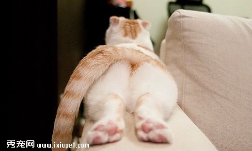 猫猫便便后需要擦屁股吗及清洁屁屁的方法