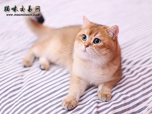 北京德文卷毛猫的价格一般多少钱？