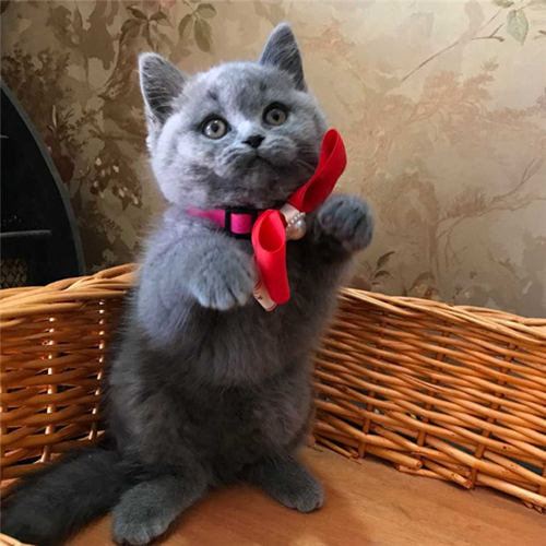 英短蓝猫那么可爱怎么养 养英短蓝猫注意事项有哪些