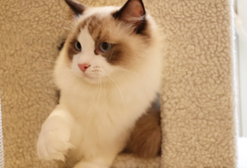 银渐层猫咪如何饲养?纯种银渐层价格多少钱?