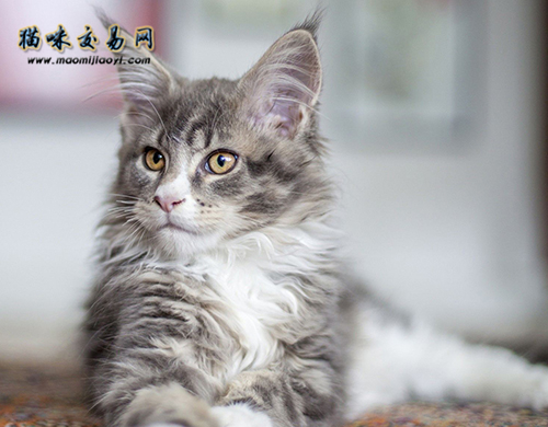 银渐层猫咪如何饲养?纯种银渐层价格多少钱?