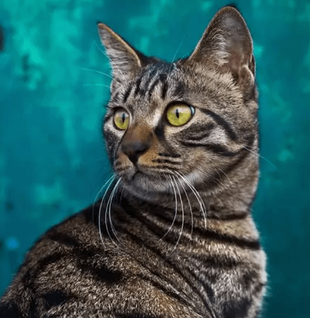 什么猫咪最受欢迎？十大最受欢迎的宠物猫种类排行榜
