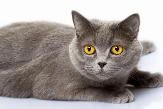 什么猫咪最受欢迎？十大最受欢迎的宠物猫种类排行榜
