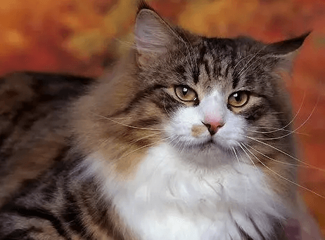 什么猫咪最受欢迎？十大最受欢迎的宠物猫种类排行榜