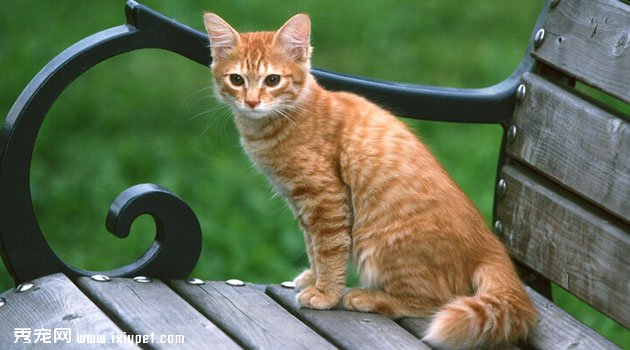 美国硬毛猫的特征|外形|被毛|性格|体型特征